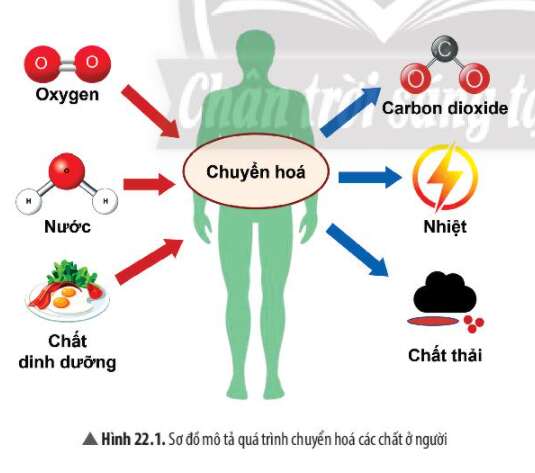 Câu hỏi thảo luận 1 trang 105 KHTN lớp 7