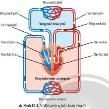 Khoa học tự nhiên 7 Bài 30: Trao đổi nước và các chất dinh dưỡng ở động vật