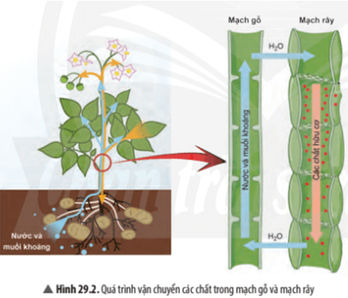 Khoa học tự nhiên 7 Bài 29: Trao đổi nước và các chất dinh dưỡng ở thực vật