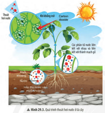 Khoa học tự nhiên 7 Bài 29: Trao đổi nước và các chất dinh dưỡng ở thực vật