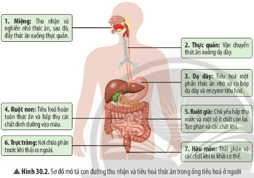 Khoa học tự nhiên 7 Bài 30: Trao đổi nước và các chất dinh dưỡng ở động vật