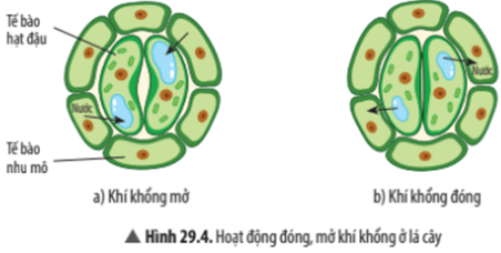 Khoa học tự nhiên 7 Bài 29: Trao đổi nước và các chất dinh dưỡng ở thực vật