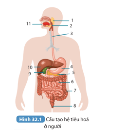 Khoa học tự nhiên 8