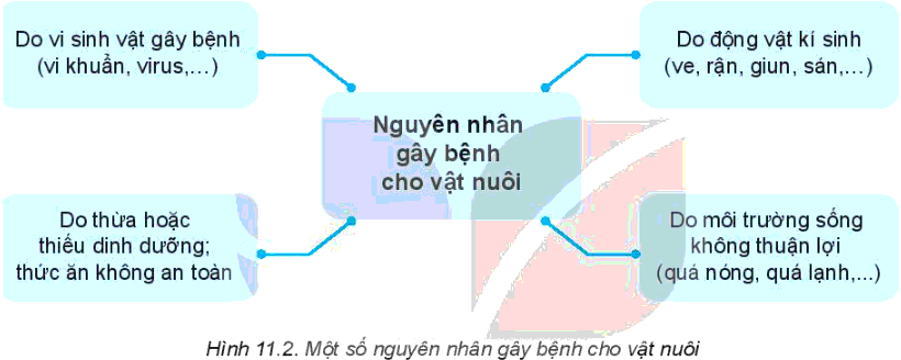 Công nghệ 7