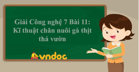 Công nghệ 7 Bài 11: Kĩ thuật chăn nuôi gà thịt thả vườn