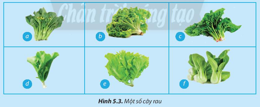 Công nghệ 7 bài 5