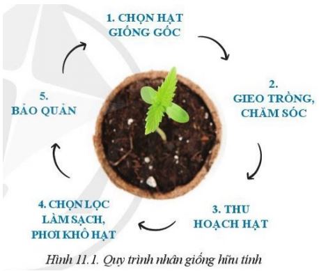 Giải Công nghệ 10 Bài 11