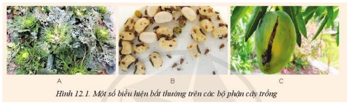 Giải Công nghệ 10 Bài 12