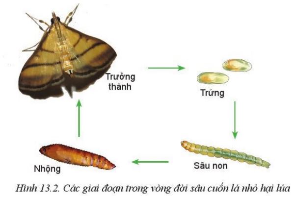 Giải Công nghệ 10 Bài 13