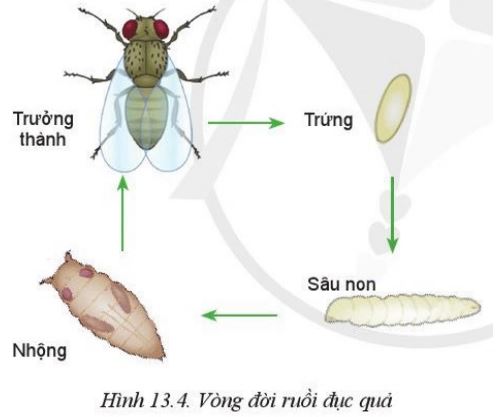 Giải Công nghệ 10 Bài 13