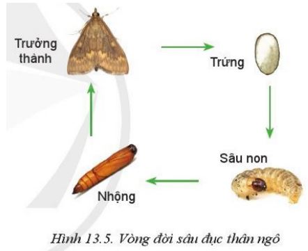 Giải Công nghệ 10 Bài 13