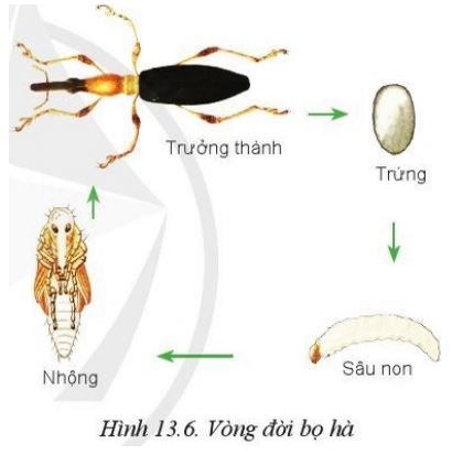 Giải Công nghệ 10 Bài 13