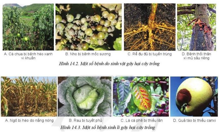 Giải Công nghệ 10 Bài 14