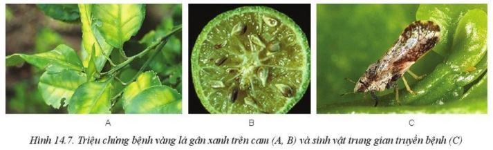 Giải Công nghệ 10 Bài 14