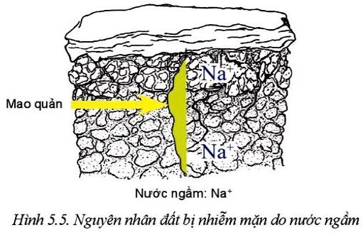 Giải Công nghệ 10 Bài 5