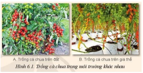 Giải Công nghệ 10 Bài 6