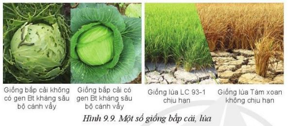 Giải Công nghệ 10 Bài 9