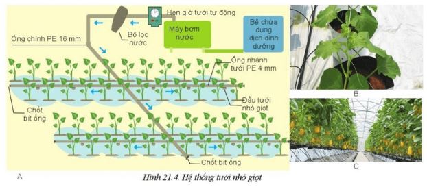 Giải Công nghệ 10 Bài 21