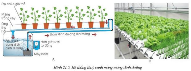 Giải Công nghệ 10 Bài 21