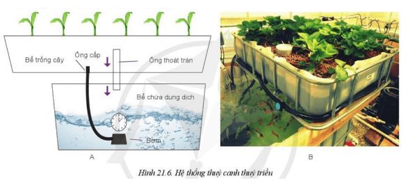 Giải Công nghệ 10 Bài 21