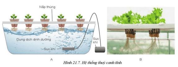 Giải Công nghệ 10 Bài 21