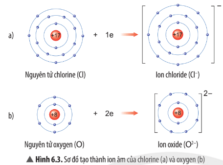 Hình 6.3 SGK KHTN 7 Chân trời sáng tạo