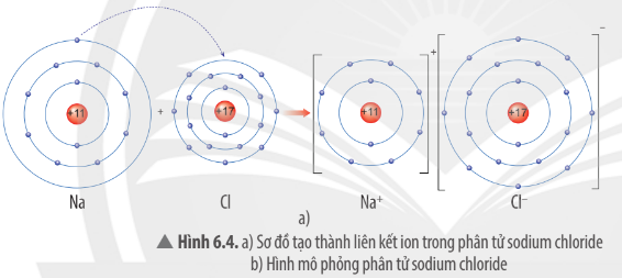 Hình 6.4a SGK KHTN 7 Chân trời sáng tạo