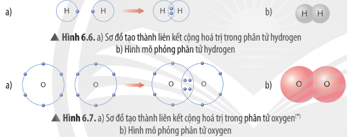 Hình 6.6 SGK KHTN 7 Chân trời sáng tạo