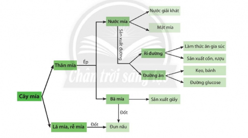 Khoa học tự nhiên lớp 6 Chân trời sáng tạo