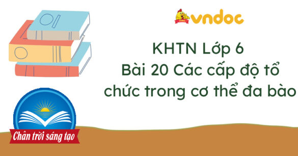 Khoa học tự nhiên 6 bài 20 Các cấp độ tổ chức trong cơ thể đa bào