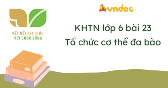 Khoa học tự nhiên lớp 6 Bài 23: Tổ chức cơ thể đa bào