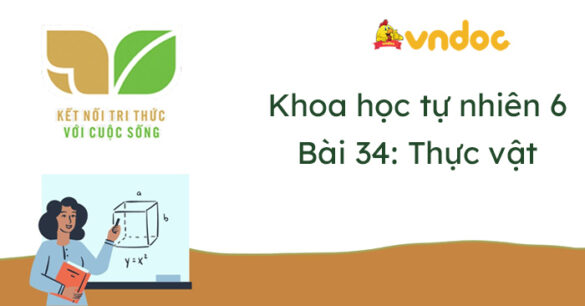 Khoa học tự nhiên lớp 6 Bài 34: Thực vật