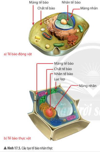 Khoa học tự nhiên lớp 6 CTST