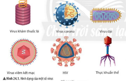 Giải KHTN lớp 6 bài 24 Hình 24.1