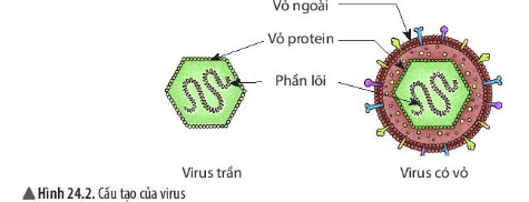 Giải KHTN lớp 6 bài 24 Hình 24.2