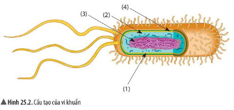 Giải KHTN lớp 6 bài 25 Hình 25.2