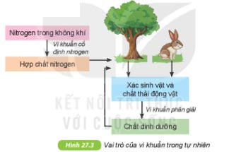 Giải KHTN lớp 6 bài 27 Hình 27.3