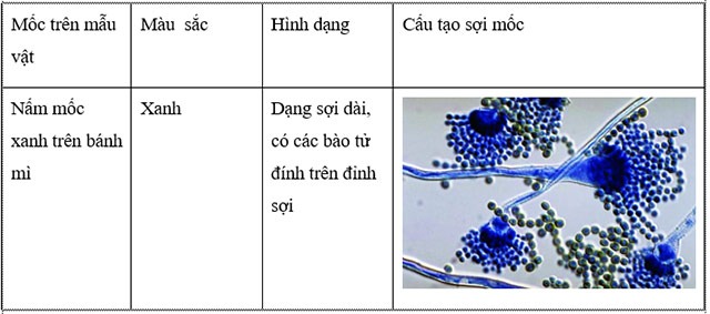 KHTN lớp 6 Câu 1