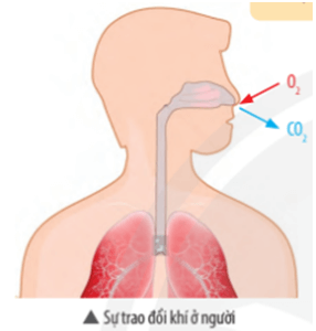 Khoa học tự nhiên 7 Bài 27: Trao đổi khí ở sinh vật