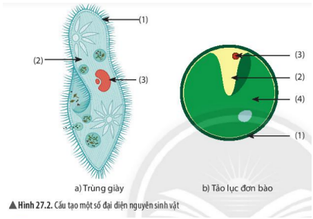 Nêu đặc điểm cấu tạo nguyên sinh vật bằng cách gọi tên các thành phần cấu tạo