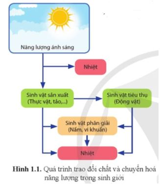 Câu hỏi trang 6 Sinh học 11