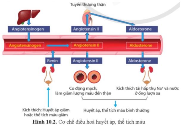 Câu hỏi trang 69 Sinh học 11