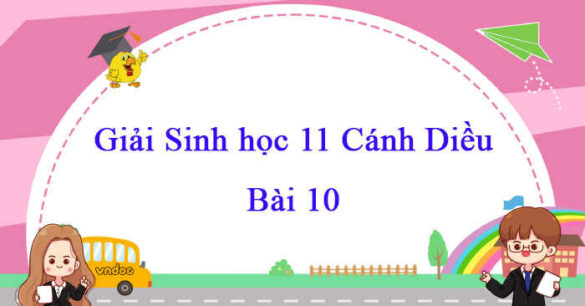 Sinh học 11 Cánh Diều bài 10