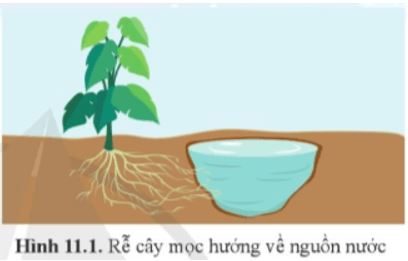 Mở đầu trang 75 Sinh học 11