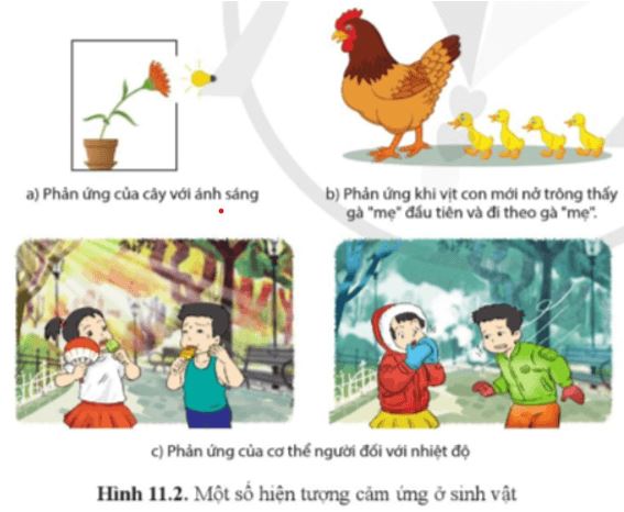 Câu hỏi trang 75 Sinh học 11