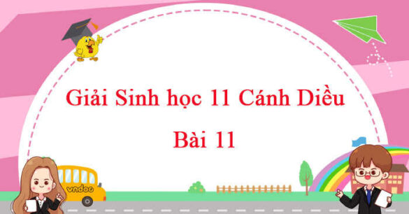 Sinh học 11 Cánh Diều bài 11