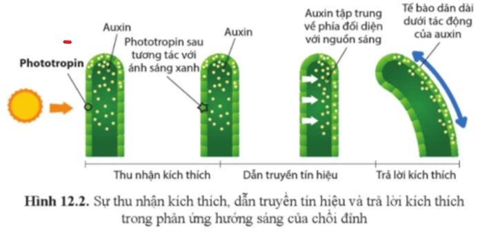 Giải Sinh học 11 trang 79