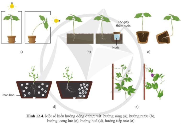 Câu hỏi trang 80 Sinh học 11