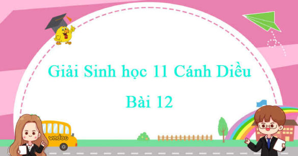 Sinh học 11 Cánh Diều bài 12