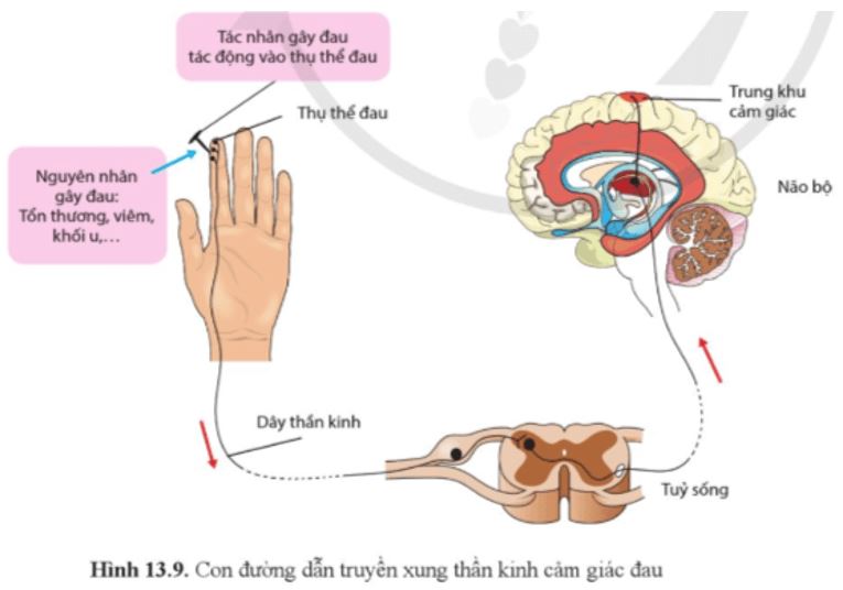 Câu hỏi trang 91 Sinh học 11